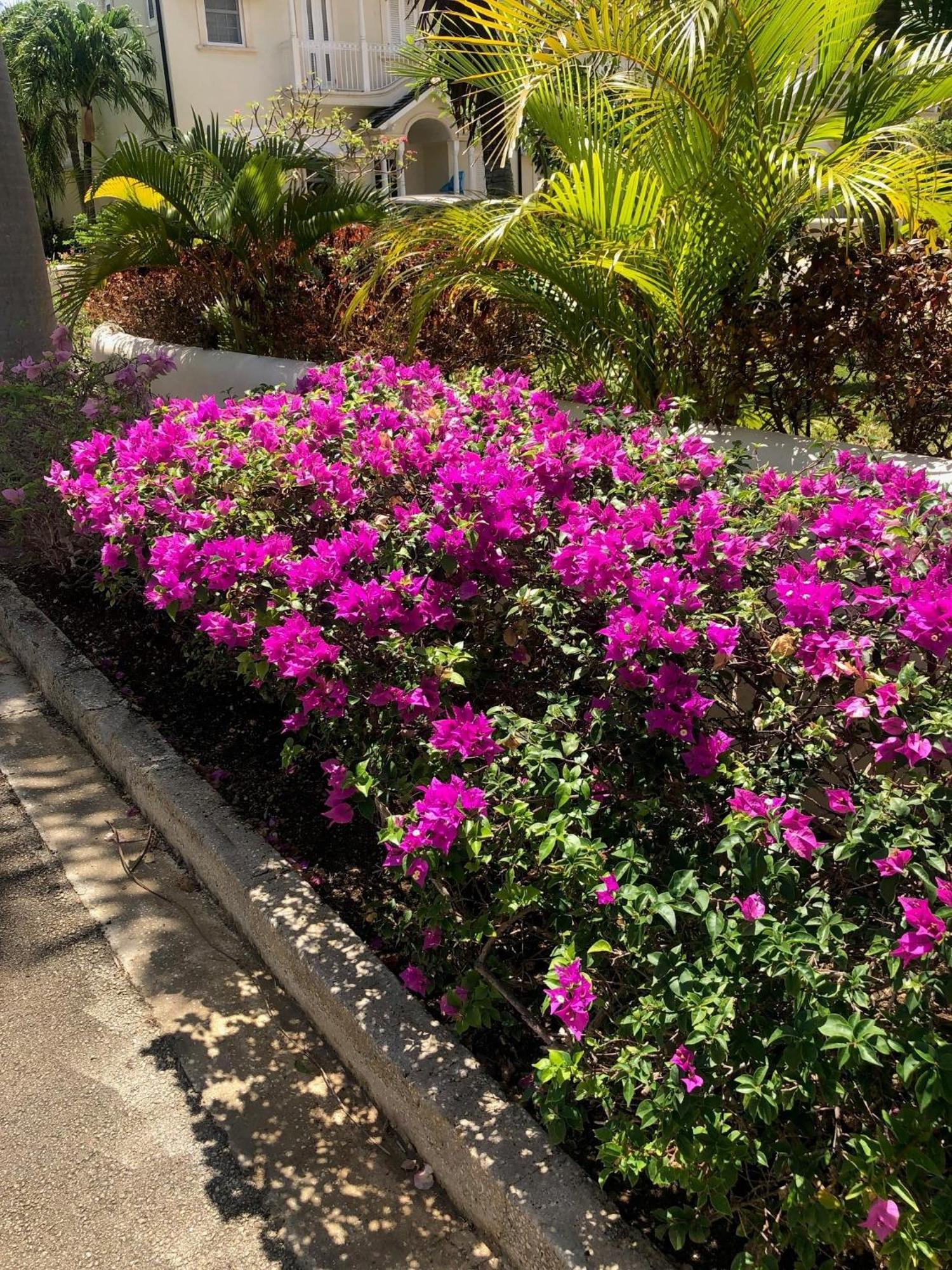 Blue Horizon Battaleys Mews Mullins Barbados Saint Peter Exterior foto